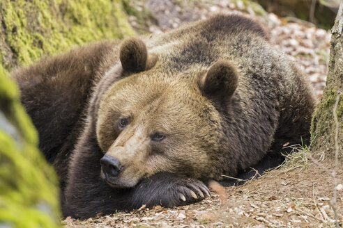 Deutschland, Nationalpark Bayerischer Wald, Tier-Freigelände Neuschönau, Braunbär, Ursus arctos, Jungtier liegend - FOF09875