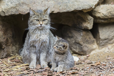 Deutschland, Nationalpark Bayerischer Wald, Tierfreigelände Neuschönau, Wildkatzen, Felis silvestris, Muttertier mit Jungtier - FOF09876