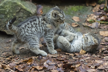 Germany, Bavarian Forest National Park, animal Open-air site Neuschoenau, wild cat, Felis silvestris, young animals playing - FOF09877