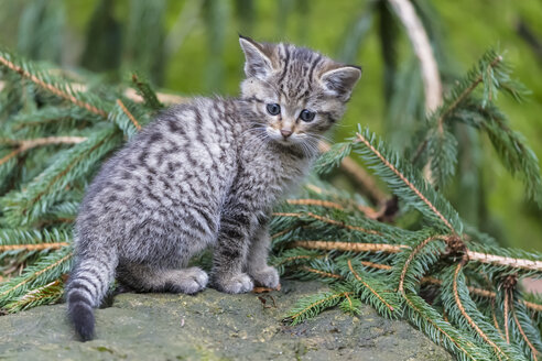 Deutschland, Nationalpark Bayerischer Wald, Tier-Freigelände Neuschönau, Wildkatze, Felis silvestris, Jungtier - FOF09878