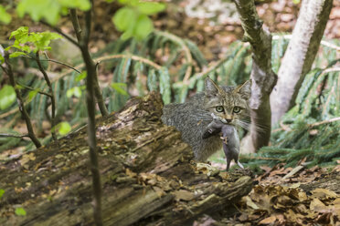 Deutschland, Nationalpark Bayerischer Wald, Tierfreigelände Neuschönau, Wildkatze, Felis silvestris, mit Beute - FOF09879