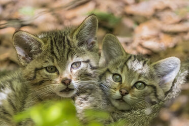 Deutschland, Nationalpark Bayerischer Wald, Tierfreigelände Neuschönau, Wildkatzen, Felis silvestris, Jungtiere - FOF09881