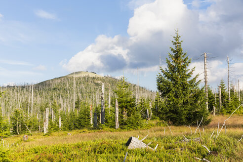 Deutschland, Bayern, Lusen, Nationalpark Bayerischer Wald, Lusen, tote Bäume - FOF09882