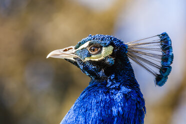 Portrait of Indian peafowl, close-up - WDF04469