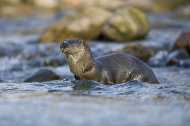 UK; Schottland, Fischotter (Eurasian Otter) - MJOF01474