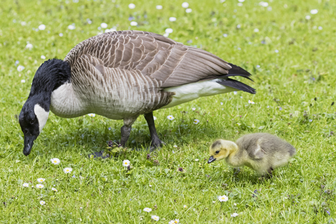 Kanadagans mit Gänseküken auf einer Wiese, lizenzfreies Stockfoto