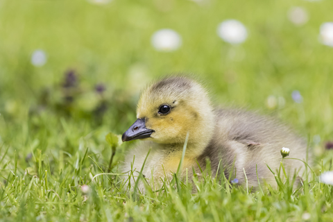 Gosling of Canada goose lying on a meadow stock photo