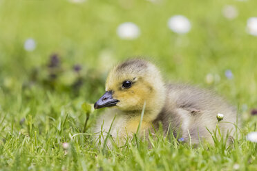 Gänseküken der Kanadagans auf einer Wiese liegend - FOF09892