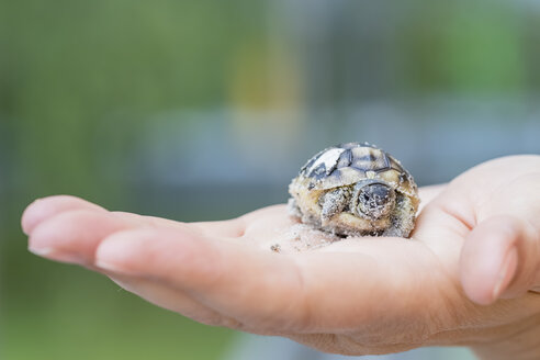 Hermann's tortoise, Testudo hermanni, freshly hatched - FOF09894