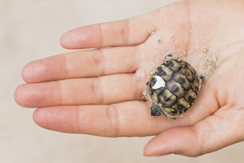 Hermann's tortoise, Testudo hermanni, freshly hatched - FOF09895