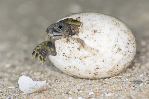 Hermann's tortoise, Testudo hermanni, hatching stock photo