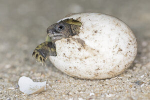 Hermannsschildkröte, Testudo hermanni, beim Schlüpfen - FOF09896