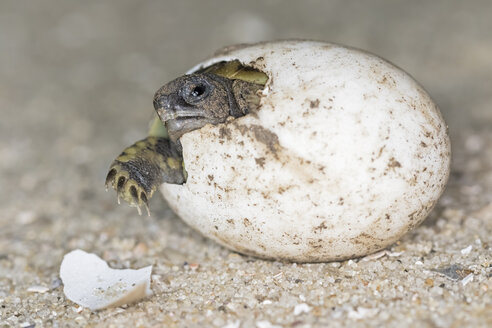 Hermann's tortoise, Testudo hermanni, hatching - FOF09896