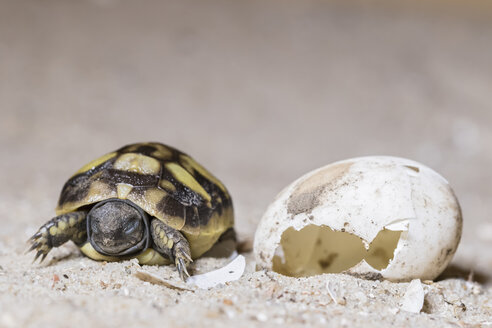 Hermannsschildkröte, Testudo hermanni, beim Schlüpfen - FOF09897