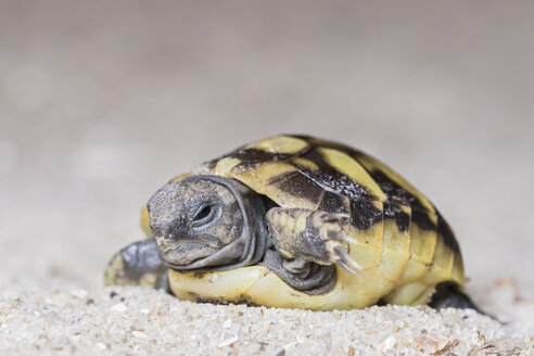 Hermann's tortoise, Testudo hermanni, freshly hatched - FOF09898