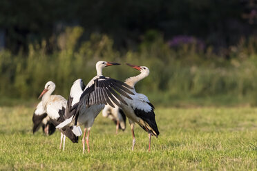 Deutschland, Bayern, Markt Schwaben, Weißstörche auf Wiese - FOF09901