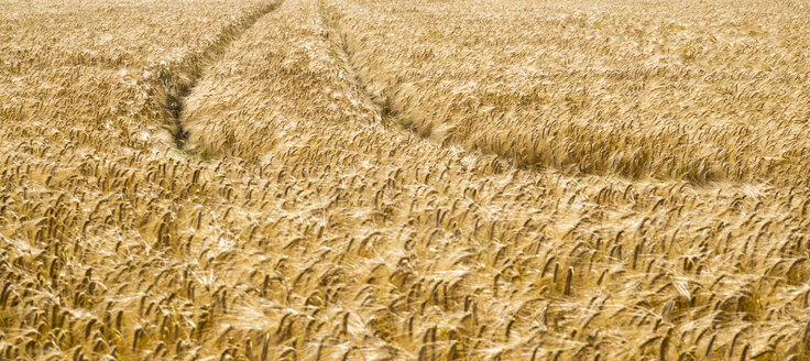 Austria, Hoersching, grain field, barley field - EJWF00853