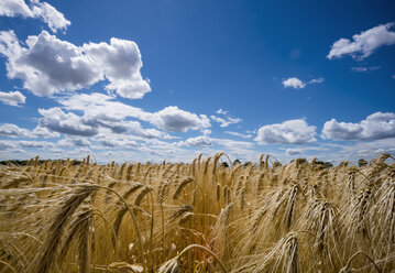 Austria, Hoersching, grain field, barley field - EJWF00854