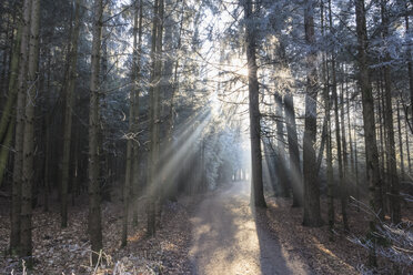 Germany, Bavaria, Upper Bavaria, Markt Schwaben, Schwabener Moos, hiking path in forest - FOF09931