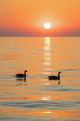 USA, Illinois, Chicago, Lake Michigan, canada geese at sunrise - FOF09950