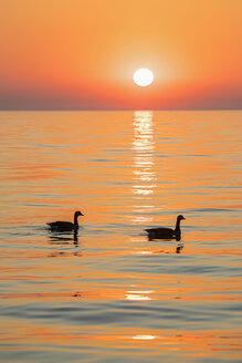 USA, Illinois, Chicago, Michigansee, Kanadagänse bei Sonnenaufgang - FOF09950