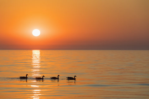 USA, Illinois, Chicago, Michigansee, Kanadagänse bei Sonnenaufgang, lizenzfreies Stockfoto