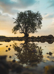 Thailand, Phi Phi Inseln, Ko Phi Phi, einsamer Baum mit Spiegelung im Wasser bei Sonnenuntergang - KKAF00903