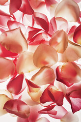 Close up of peach and pink flower petals - CAIF00400