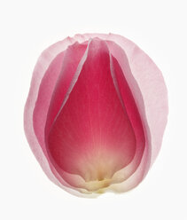 Nahaufnahme eines verschwommenen, rosa Blütenblattes - CAIF00402