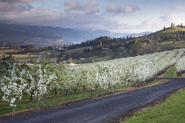 View of blooming orchard trees - CAIF00407