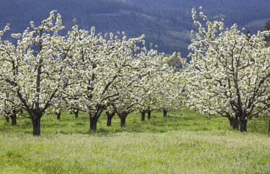 Blühende Obstbäume - CAIF00411