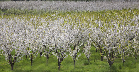 Blooming orchard trees - CAIF00435