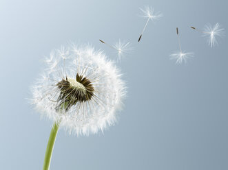 Close up of seeds blowing from dandelion on blue background - CAIF00437