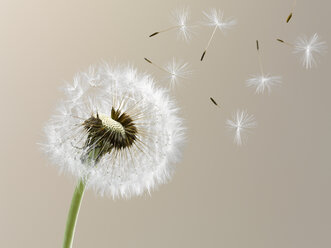 Close up of seeds blowing from dandelion on beige background - CAIF00438
