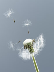 Close up of seeds blowing from dandelion on blue background - CAIF00440