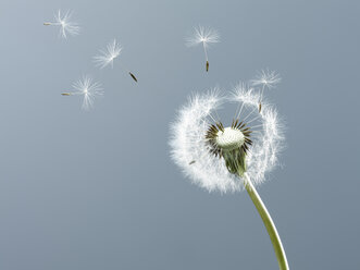 Close up of seeds blowing from dandelion on blue background - CAIF00441