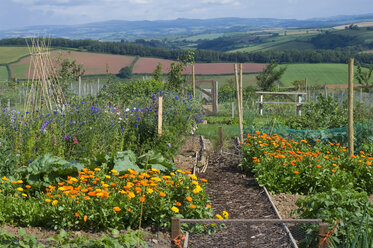 Flowers growing in rural garden overlooking countryside - CAIF00443