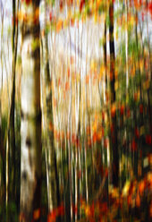 Unscharfer Birkenwald im Herbst - JTF00937