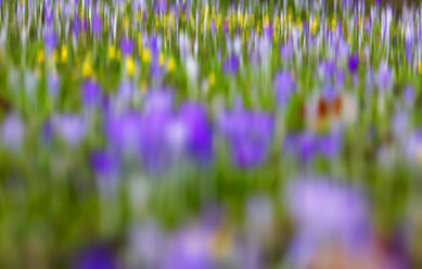 Germany, crocuses and winter aconites, blurred - JTF00941