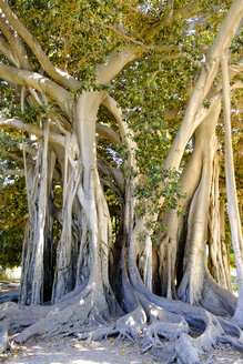 Italien, Sizilien, Palermo, Giardino Garibaldi, alter Feigenbaum, Ficus magnolioides - LBF01821