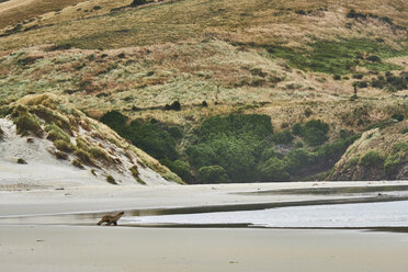 Neuseeland, Südinsel, Dunedin, Otago Peninsula, Tomahawk Beach - MRF01761