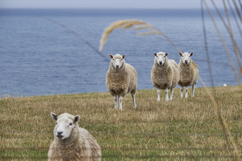 Neuseeland, Südinsel, Dunedin, Otago Peninsula, Schafe an der Küste, lizenzfreies Stockfoto