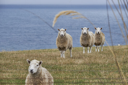 Neuseeland, Südinsel, Dunedin, Otago Peninsula, Schafe an der Küste - MRF01763