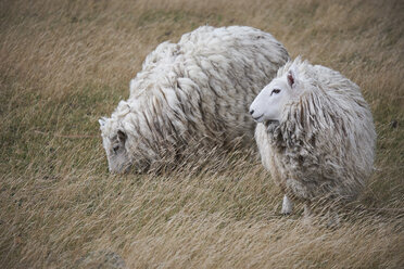 Neuseeland, Südinsel, Dunedin, Otago-Halbinsel, Schafe auf einer Wiese - MRF01767