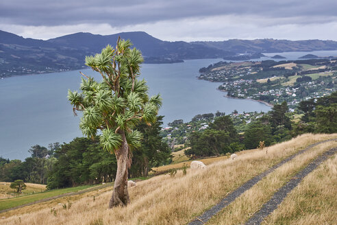 Neuseeland, Südinsel, Dunedin, Otago Peninsula - MRF01768