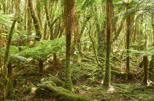 Neuseeland, Südinsel, Westland National Park, Regenwald - MRF01792