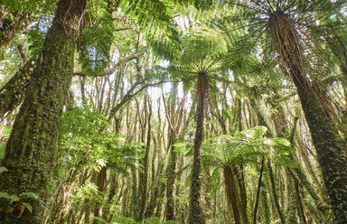 Neuseeland, Südinsel, Westland National Park, Regenwald - MRF01793