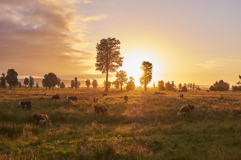 Neuseeland, Südinsel, Westland National Park, Kühe auf einer Wiese bei Sonnenuntergang, lizenzfreies Stockfoto