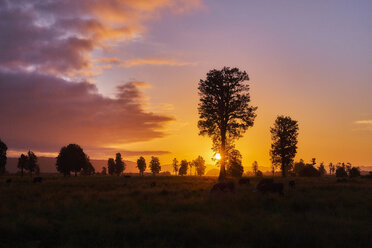 Neuseeland, Südinsel, Westland National Park, Kühe auf einer Wiese bei Sonnenuntergang - MRF01798