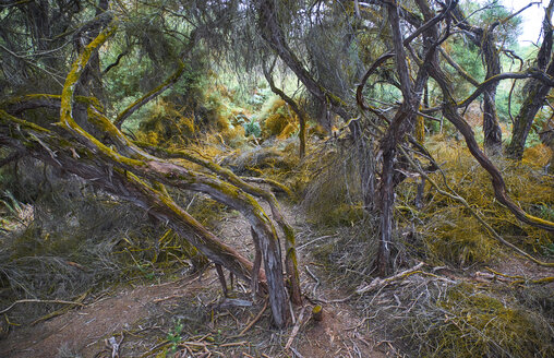 Neuseeland, Nordinsel, Wai-O-Tapu, knorrige Bäume im Wald - MRF01815